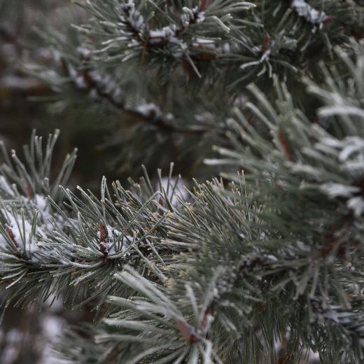Prepare Your Home for the Festive Season with Fragrance
