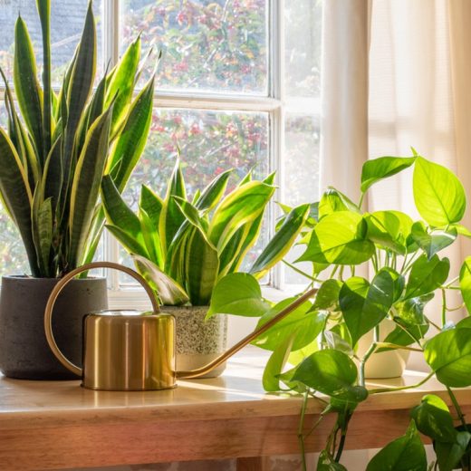 How to incorporate more greenery into your home this spring